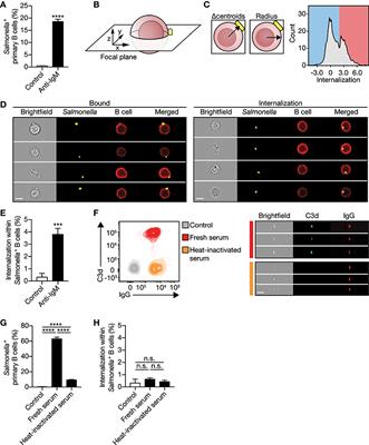 Human B Cells Engage the NCK/PI3K/RAC1 Axis to Internalize Large Particles via the IgM-BCR